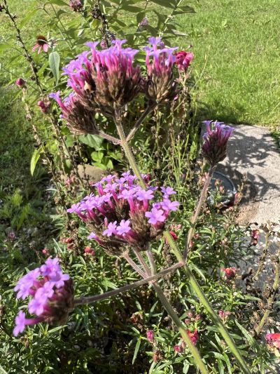 Argentinisches Eisenkraut